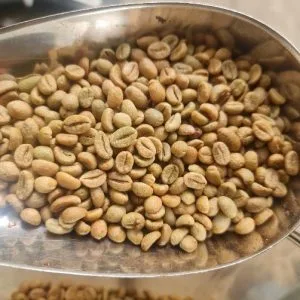 Fine Robusta Gia Lai S18-S16 <br/> Contact us for Current Price